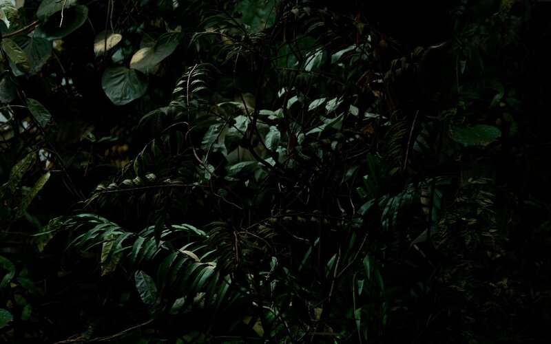 dark forest foliage
