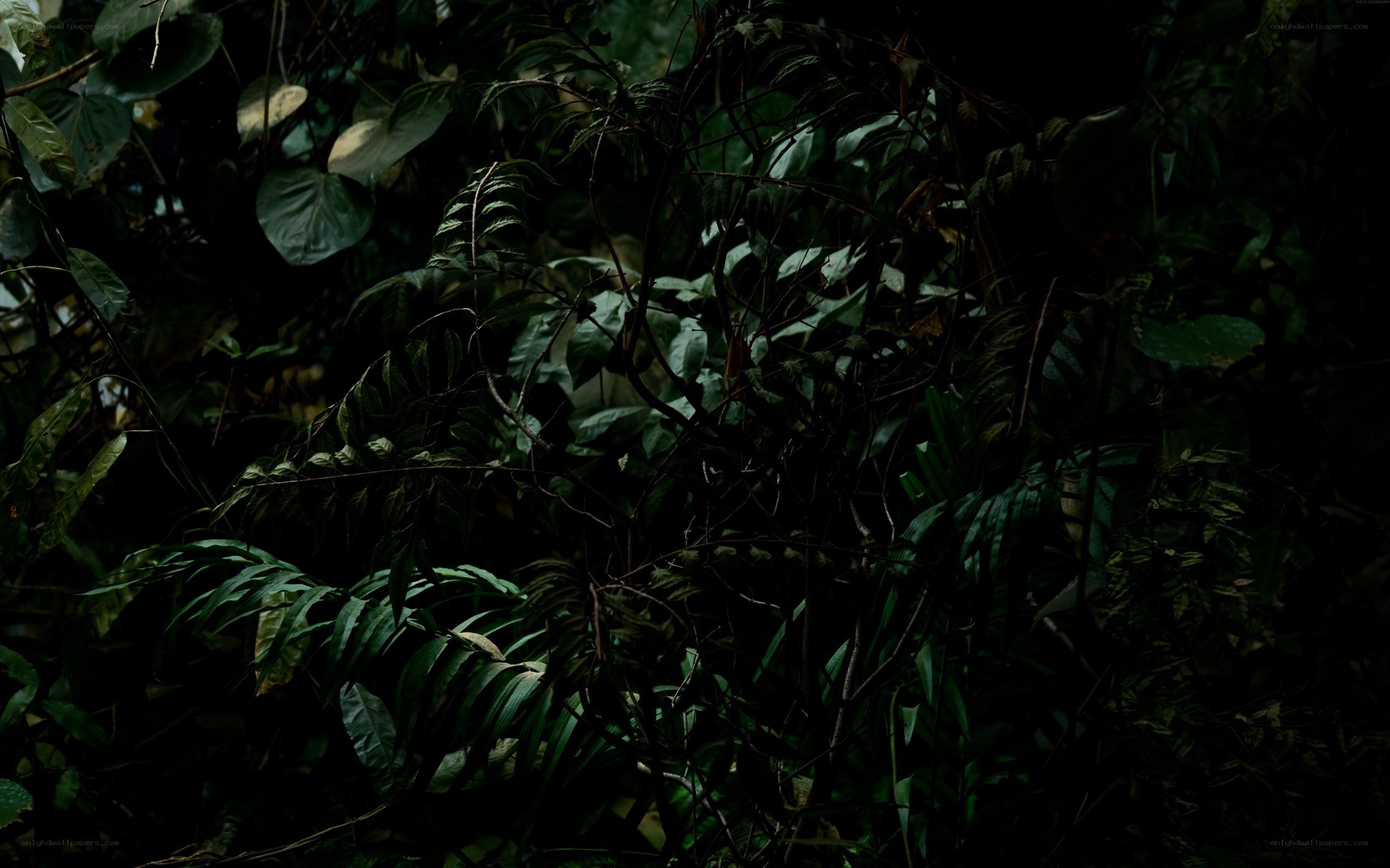 dark forest foliage