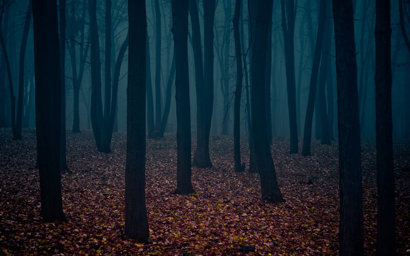 Dark forest in autumn mist