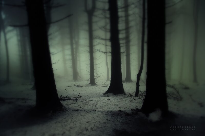 Dark Forest in Fog — Black