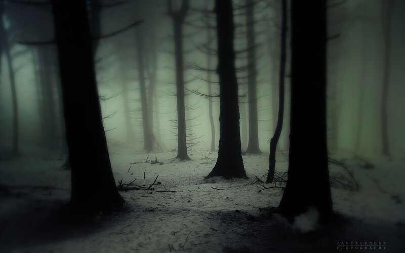 Dark Forest in Fog