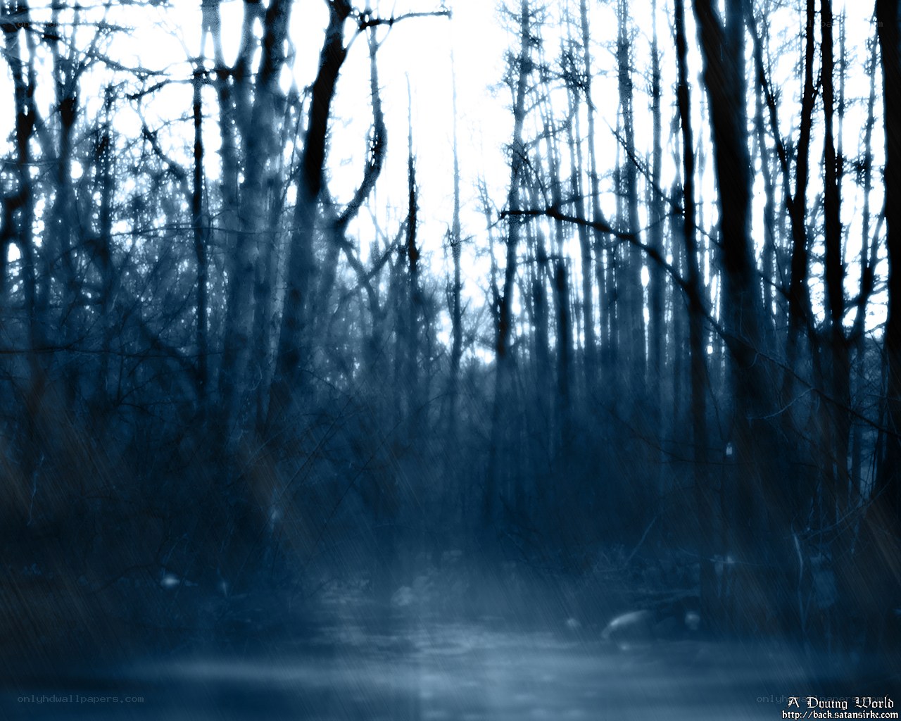 Dark forest in rain