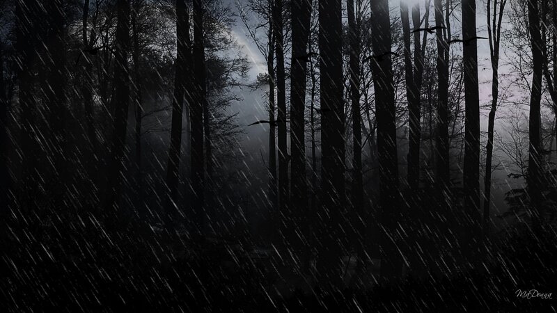Dark forest in rainstorm