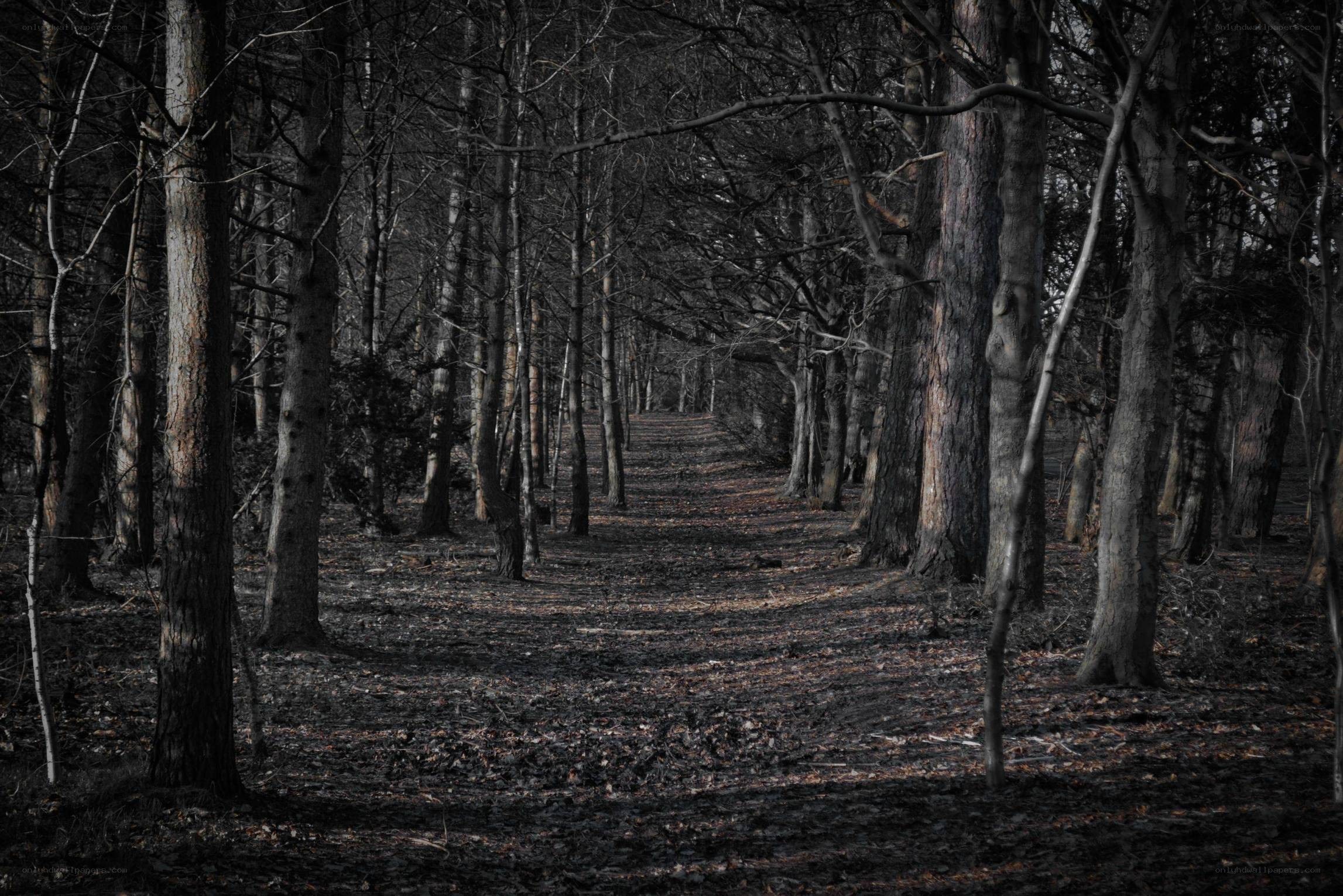 dark forest path