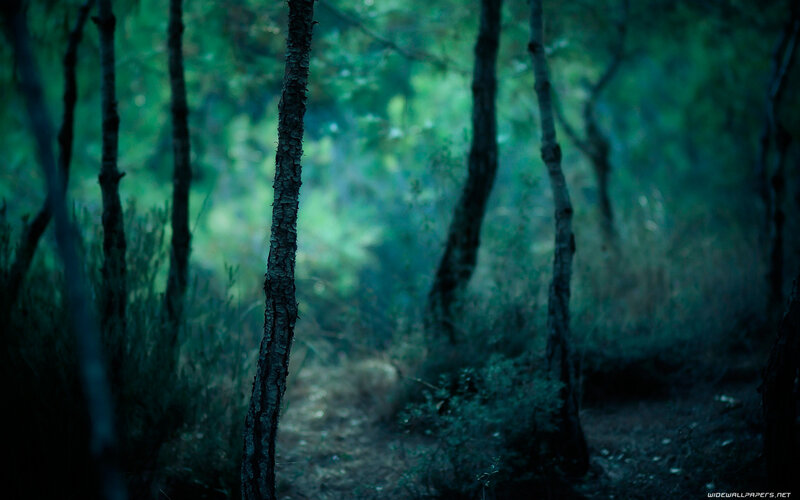 Dark forest path at dusk