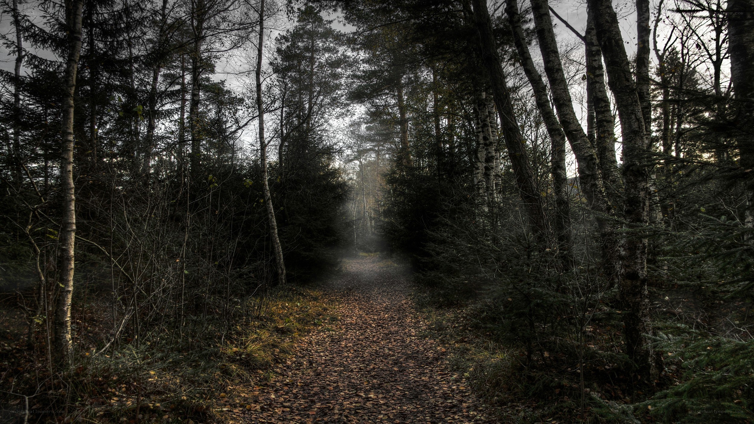 Dark forest path at dusk