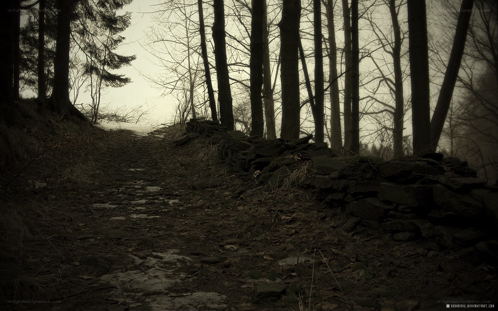 Dark forest path at dusk