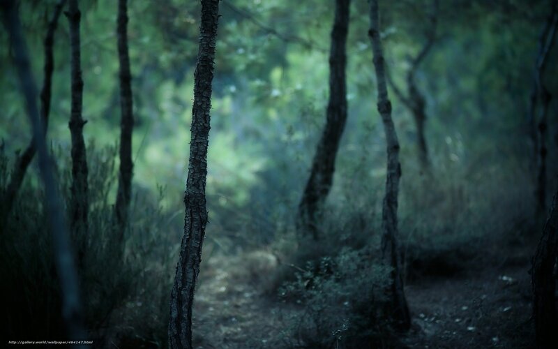 Dark forest path at dusk