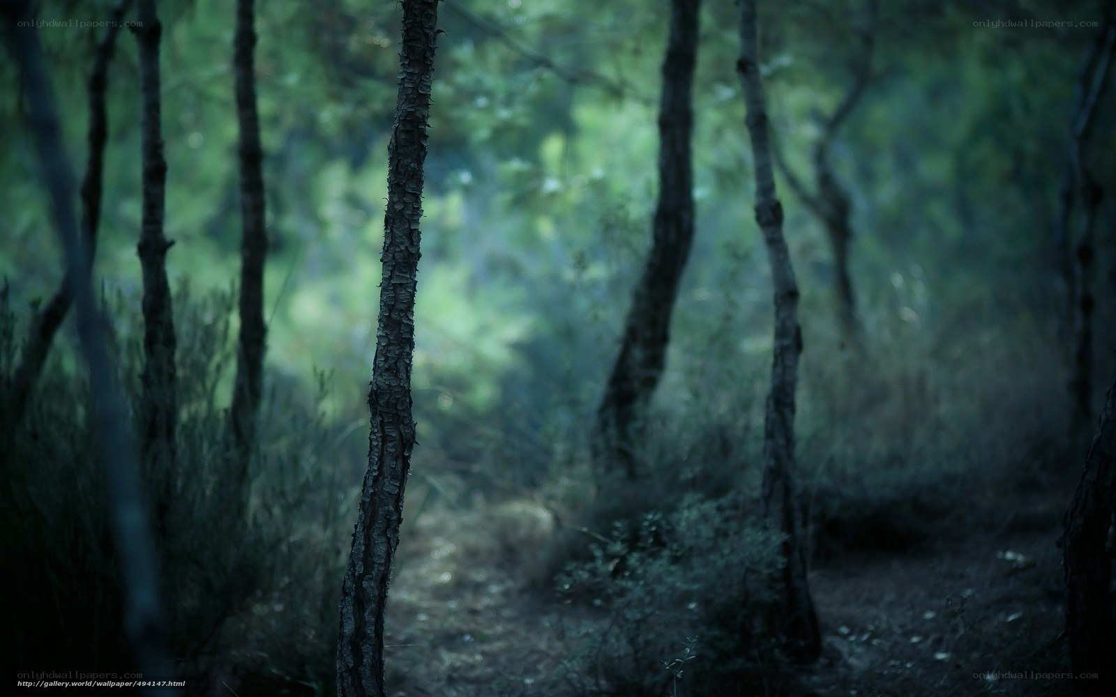 Dark forest path at dusk