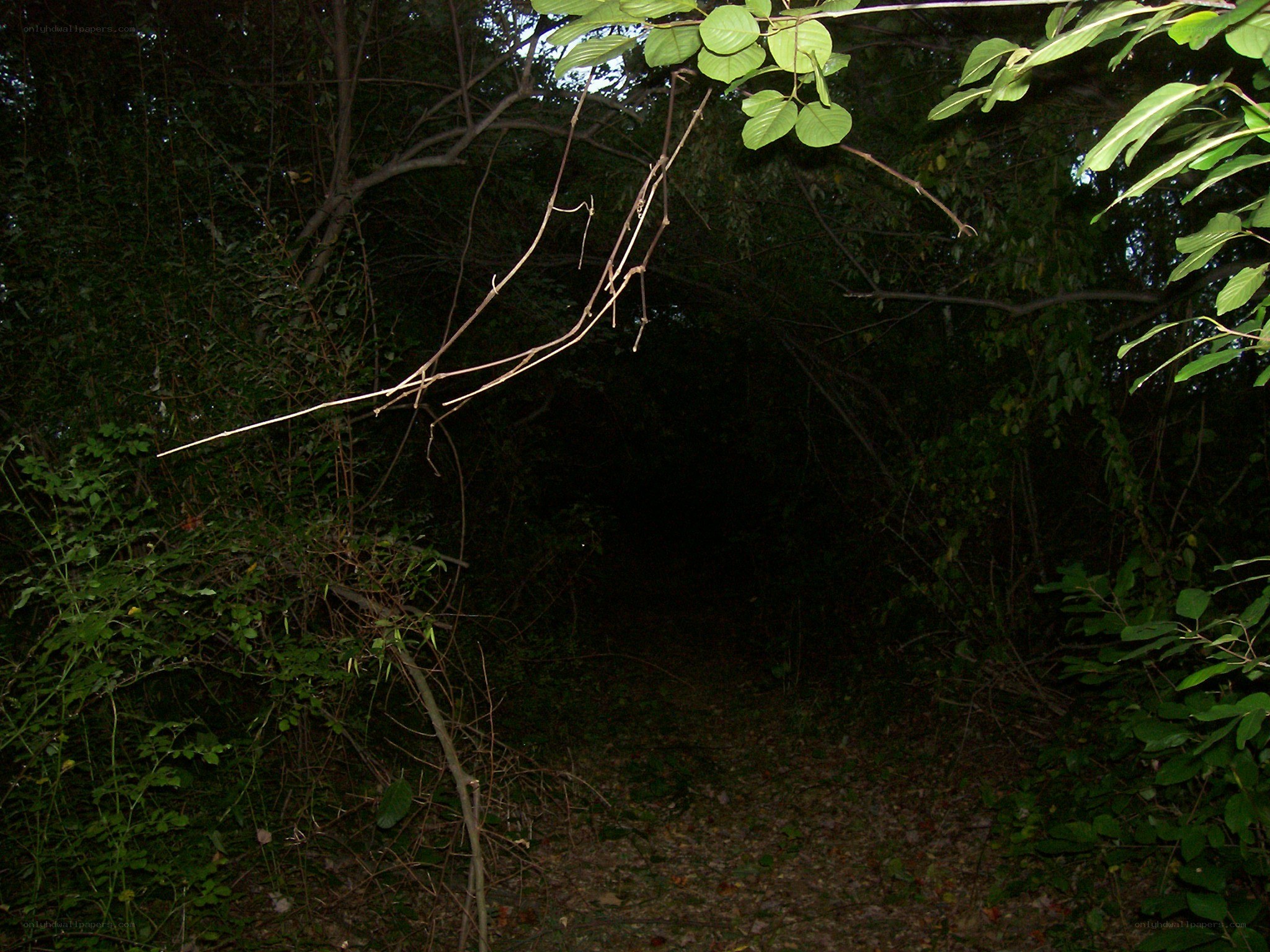 dark forest path at night
