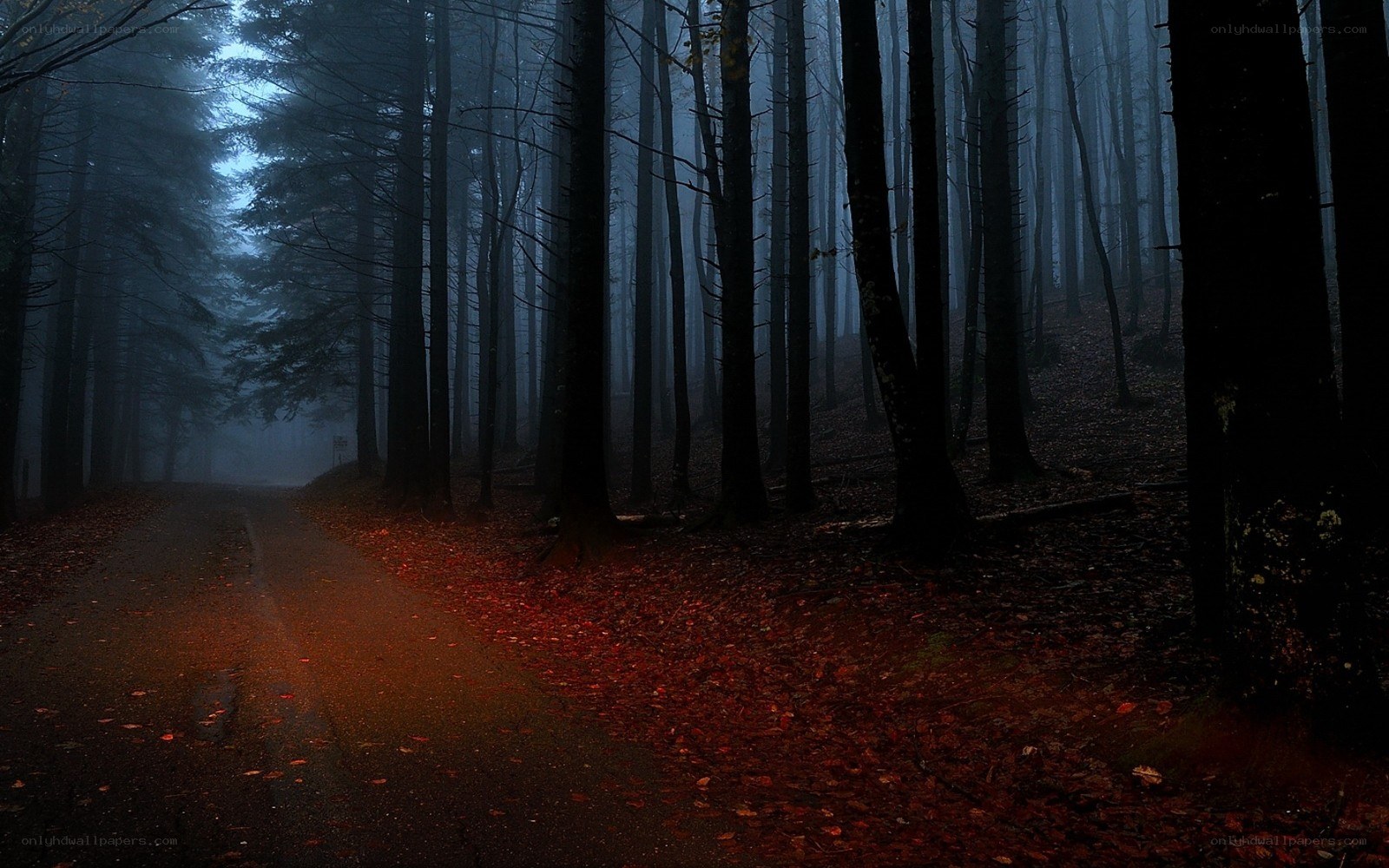 Dark forest path at night