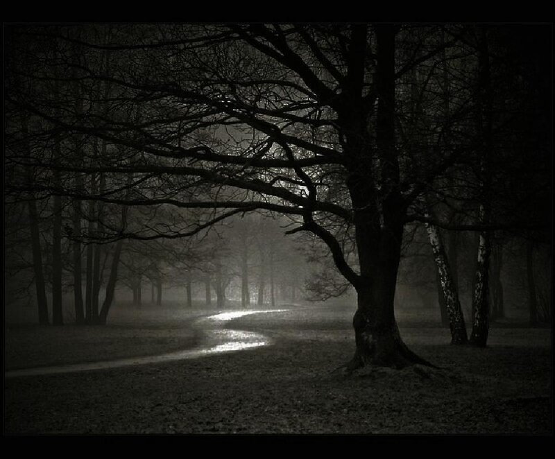 Dark forest path at night