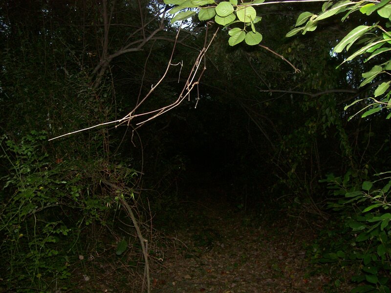 Dark Forest Path — Green, Night
