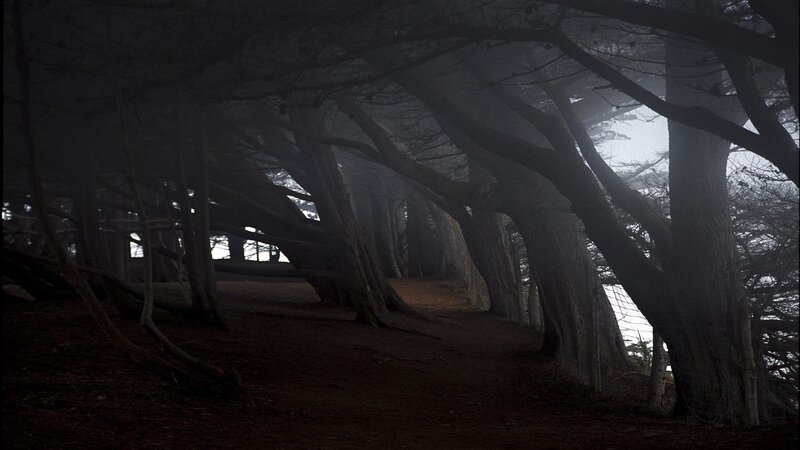 Dark forest path in fog