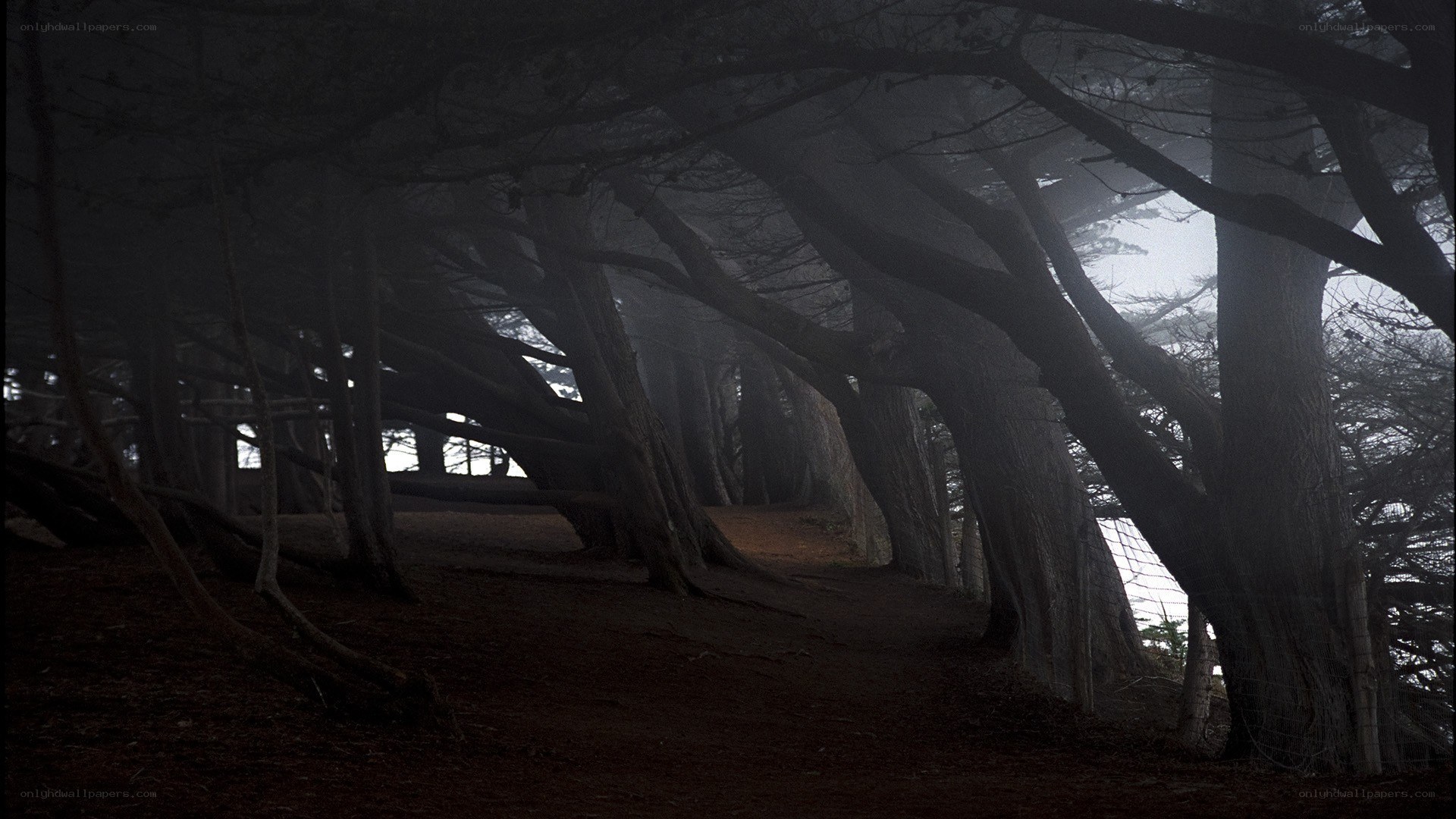 Dark forest path in fog