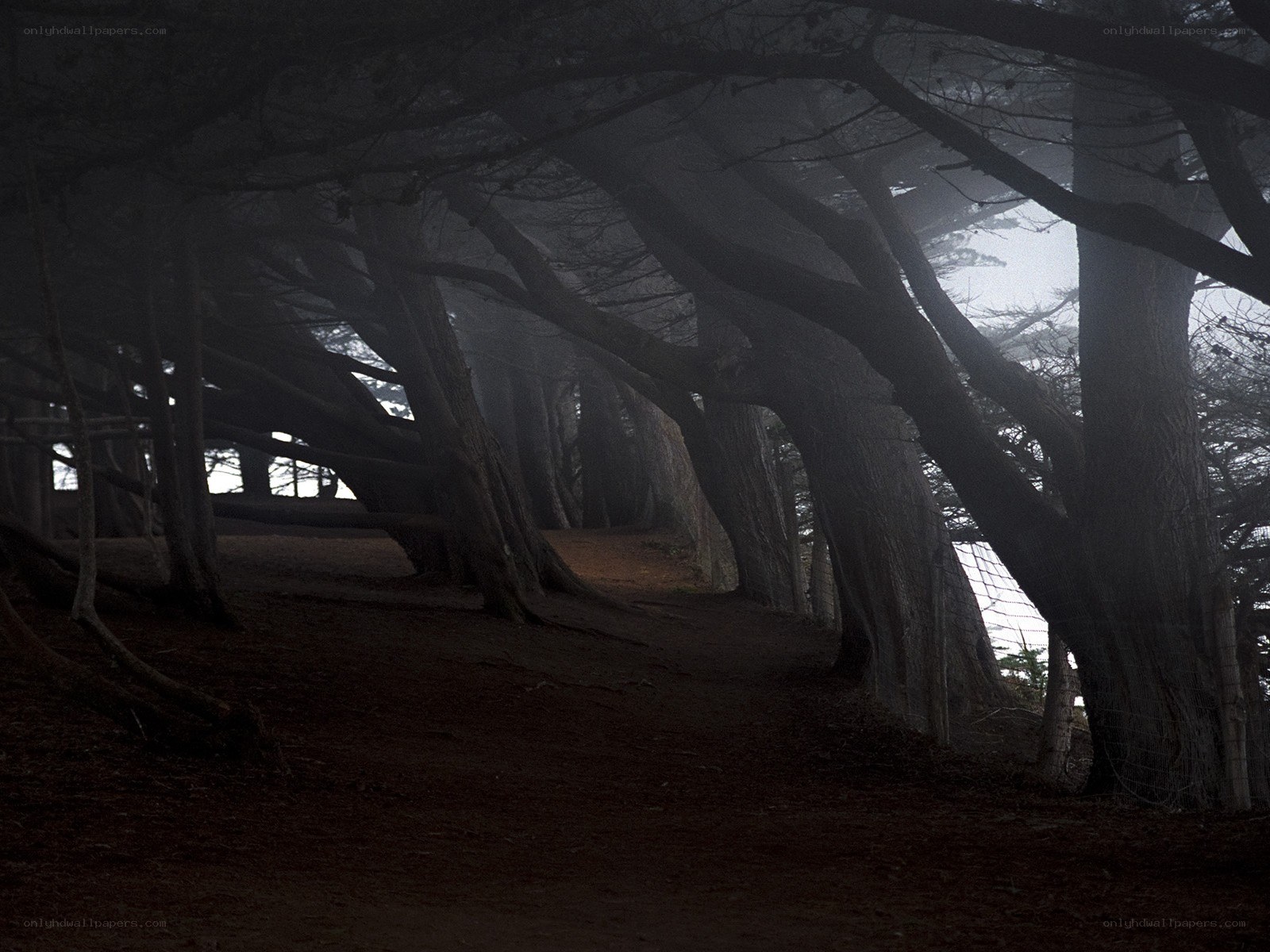 Dark forest path in fog