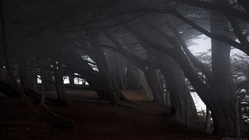 Dark forest path in fog