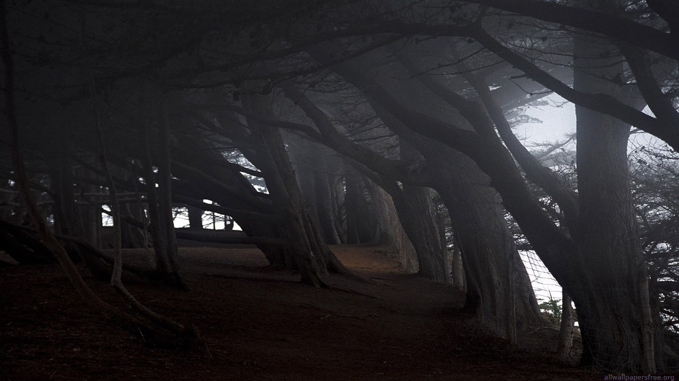 Dark forest path in fog