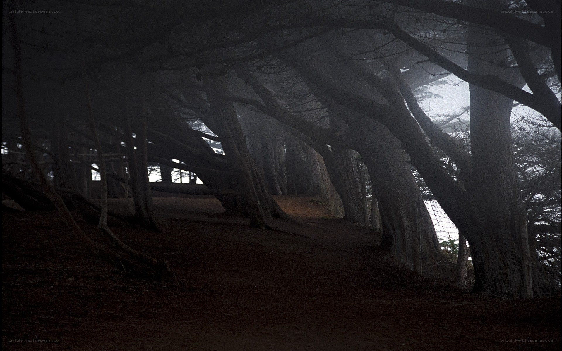 Dark forest path in fog