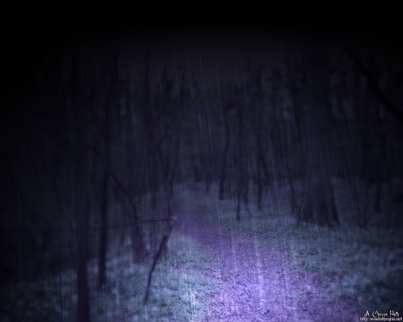 Dark forest path in rain