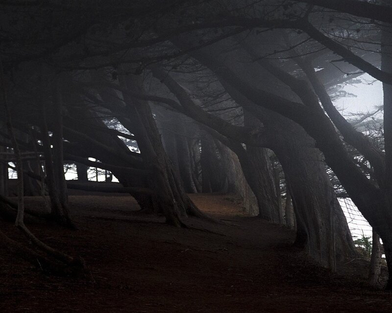 Dark forest path under trees