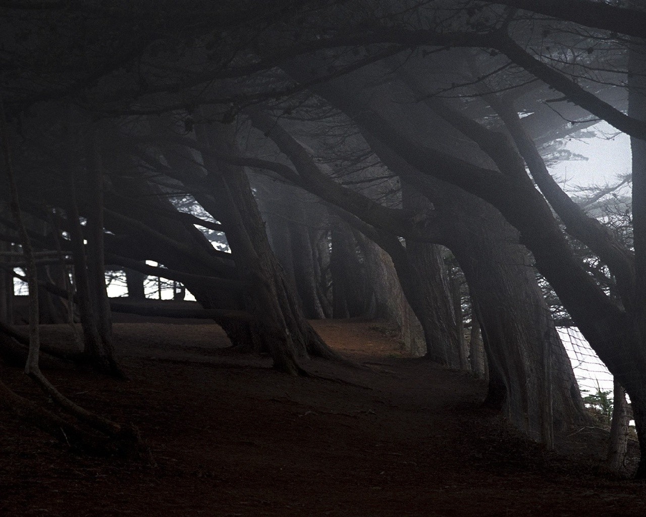Dark forest path under trees