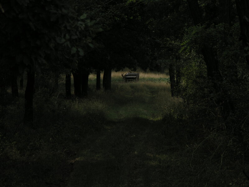 Dark forest path with bench