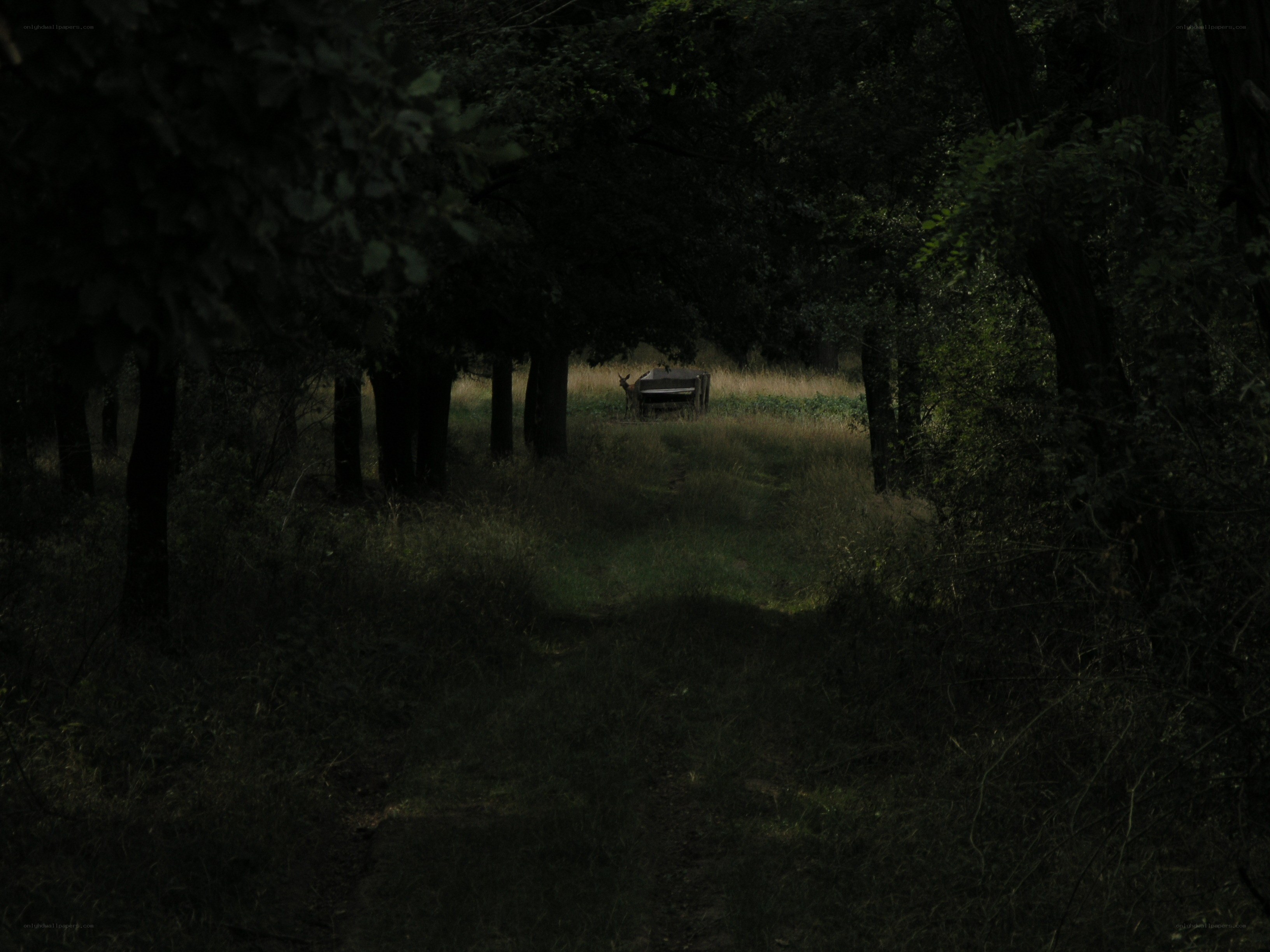 Dark forest path with bench