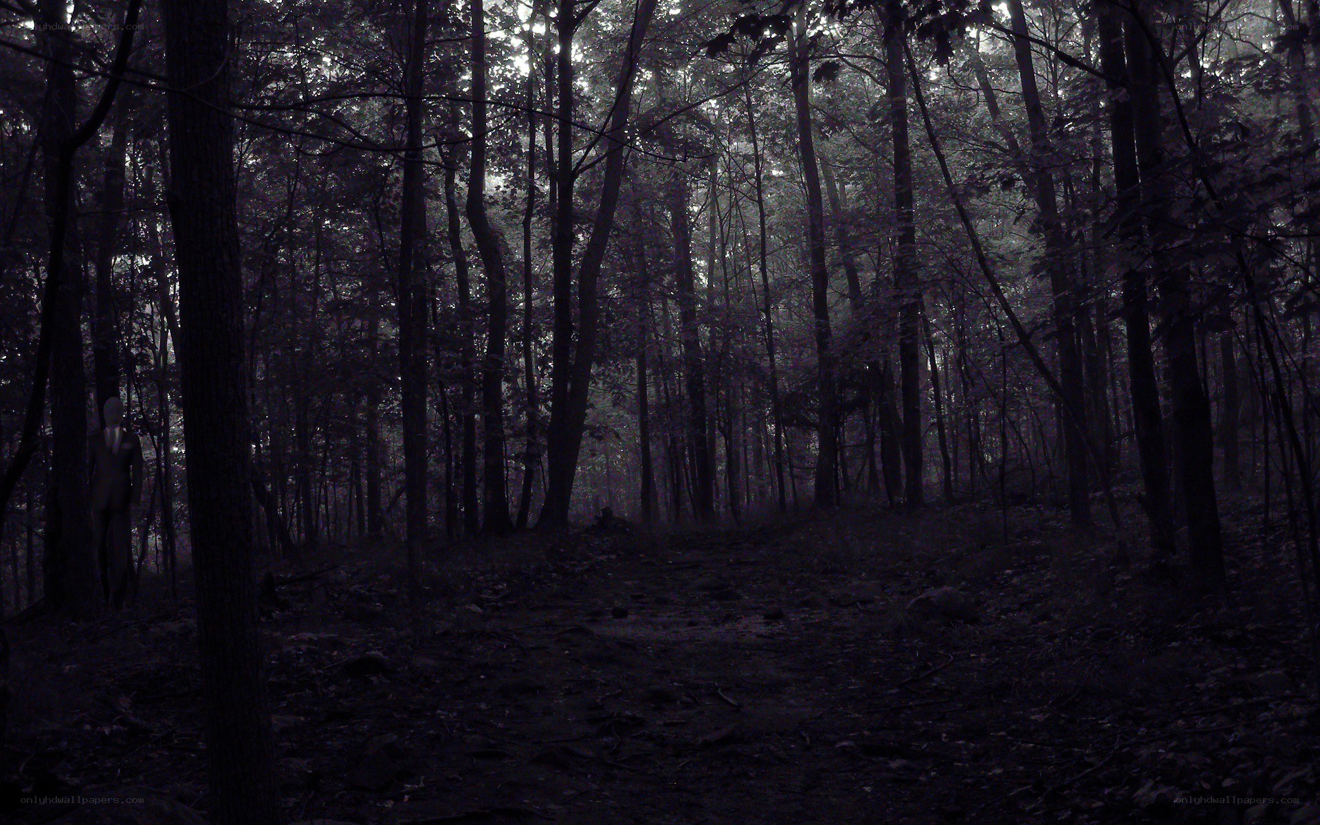 Dark forest path with figure