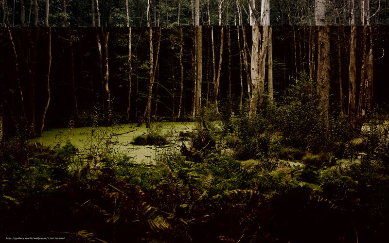 Dark forest pond scene