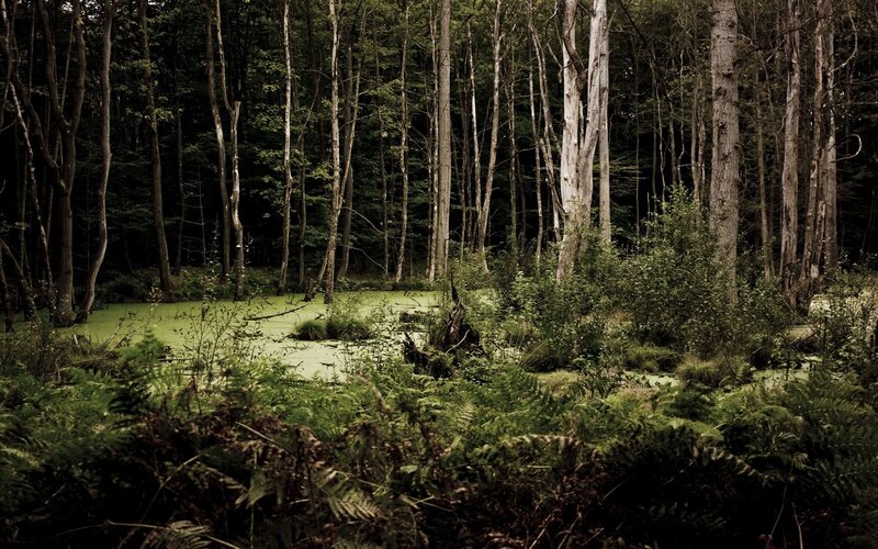 Dark forest pond with green algae