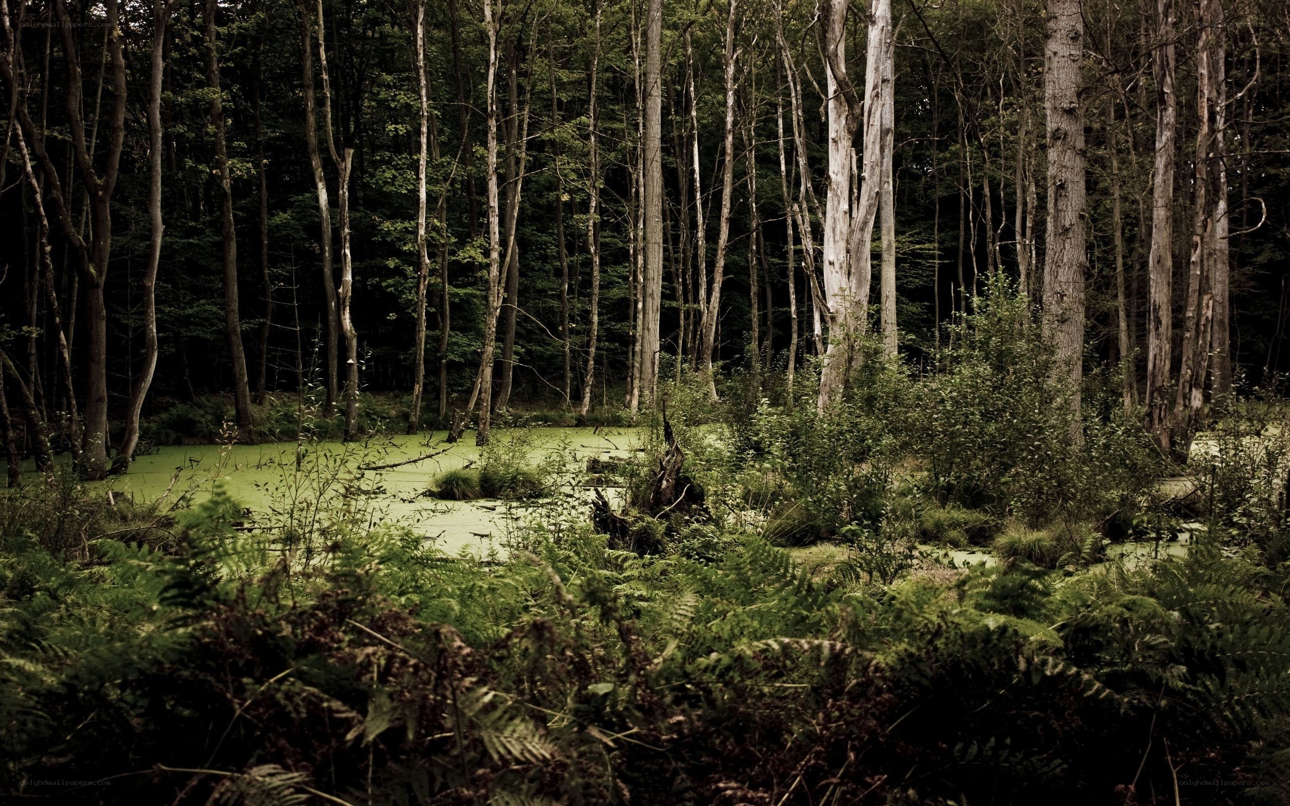 Dark forest pond with green algae