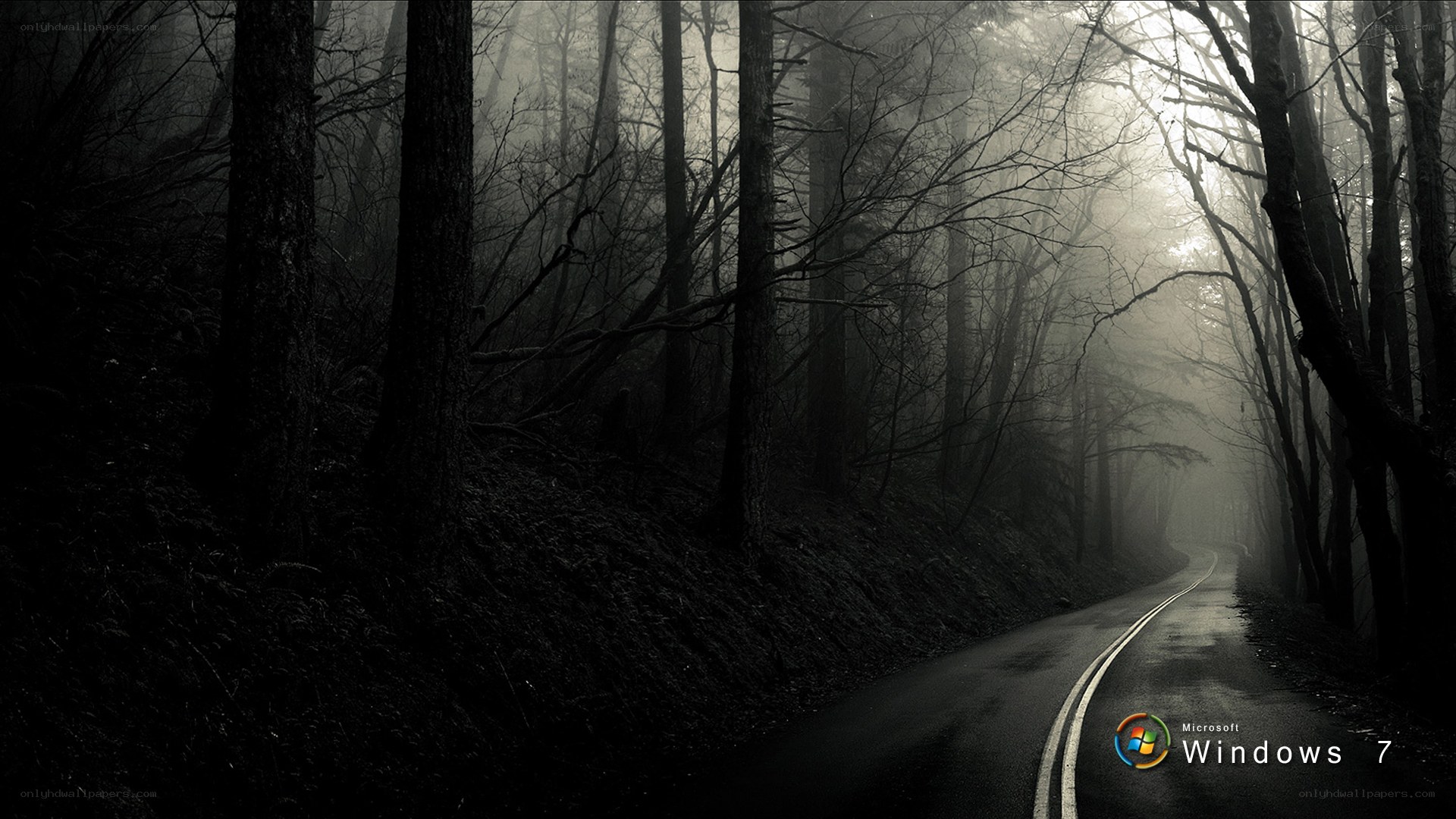 Dark forest road at night
