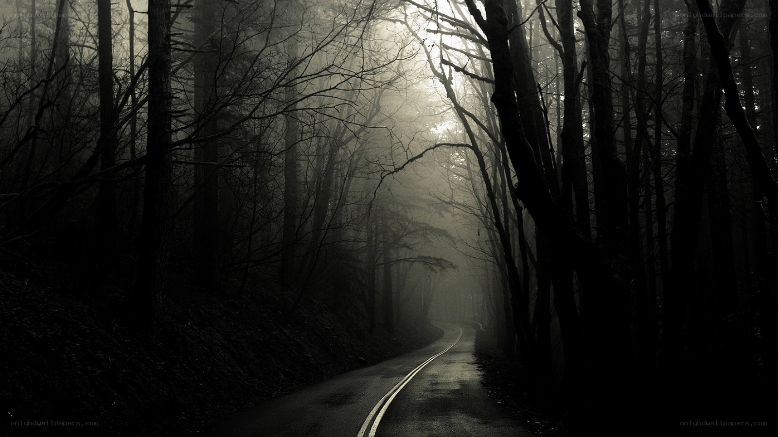 dark forest road at night