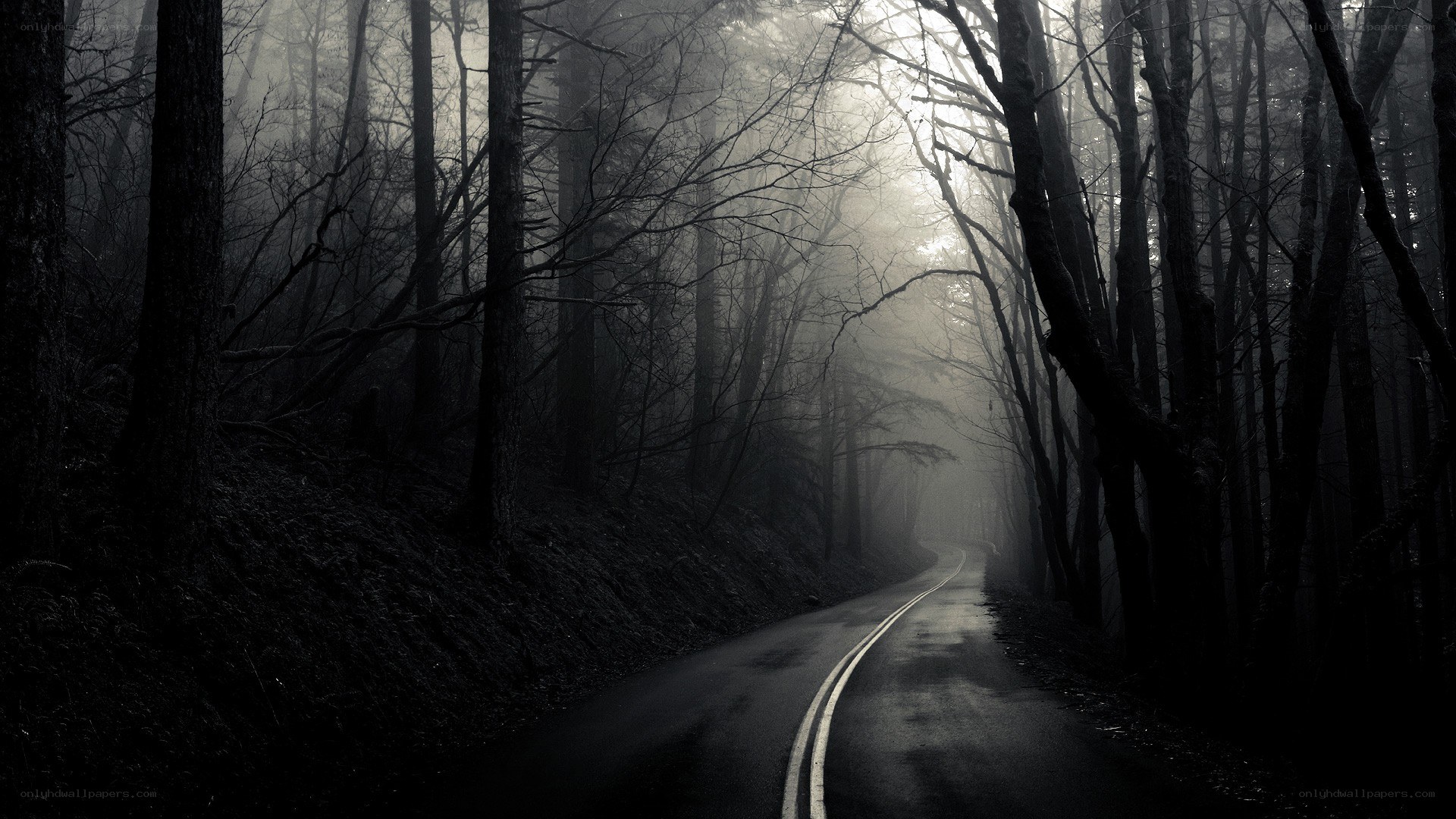 dark forest road at night