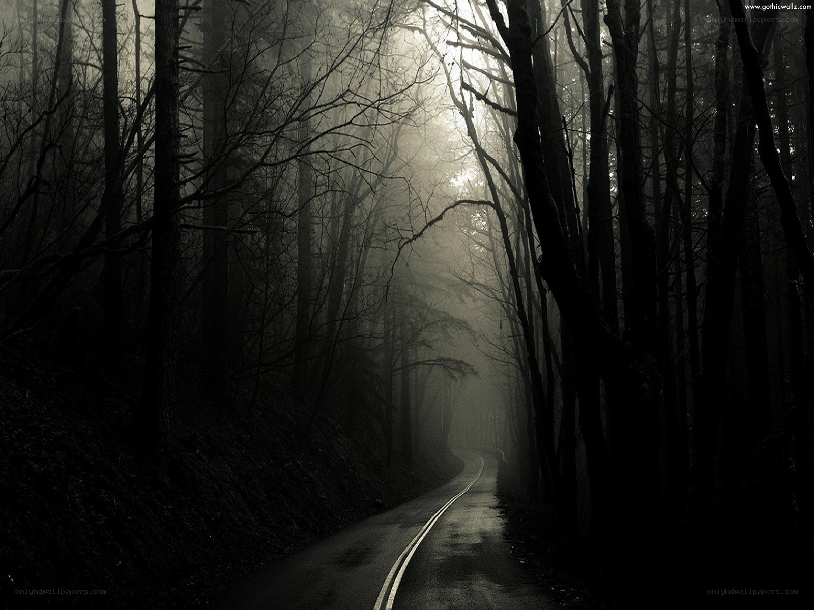 Dark forest road at night