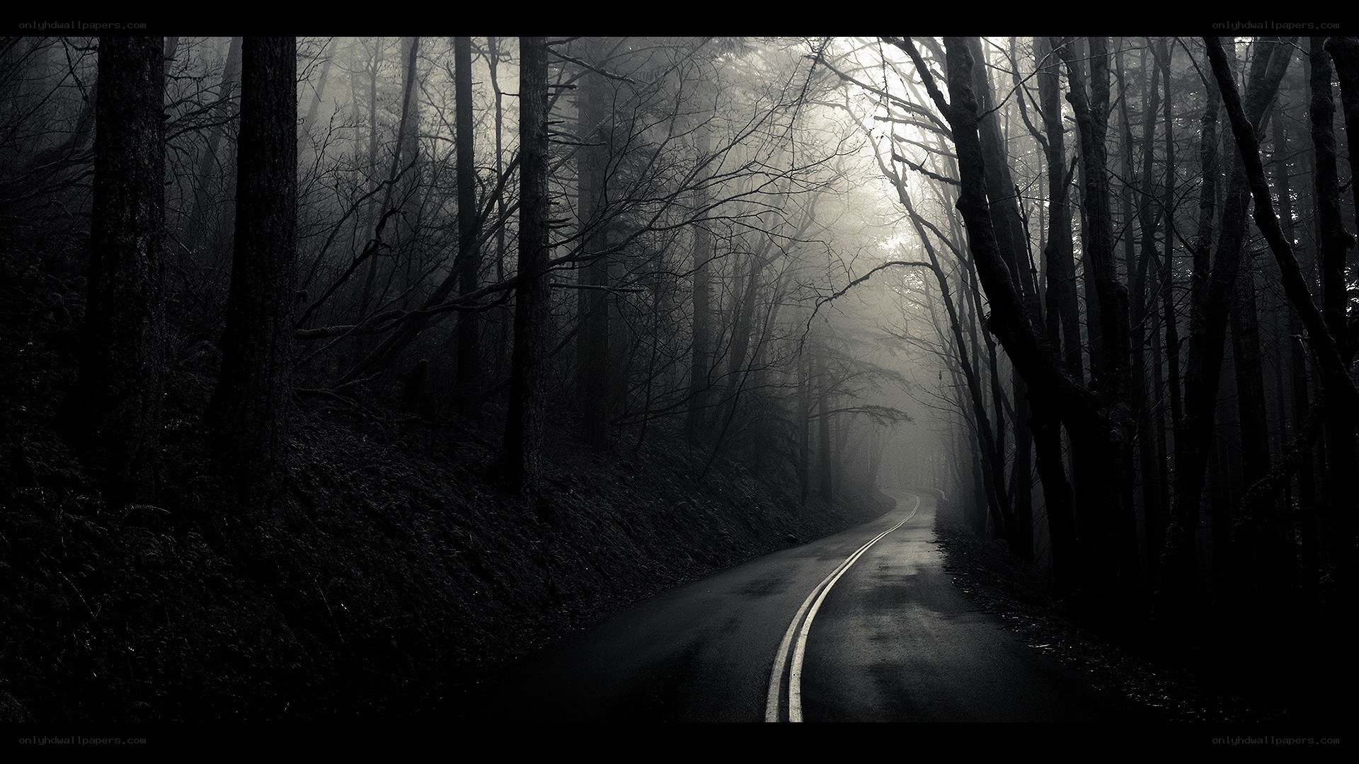 dark forest road at night