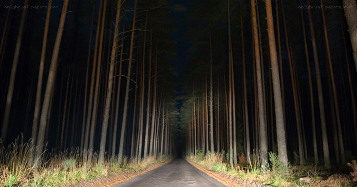Dark forest road at night