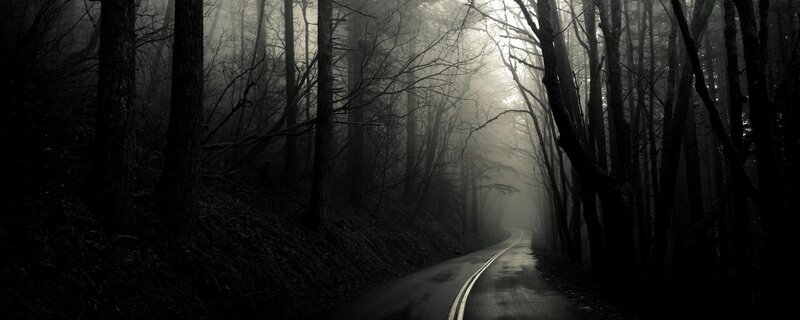 Dark forest road in fog