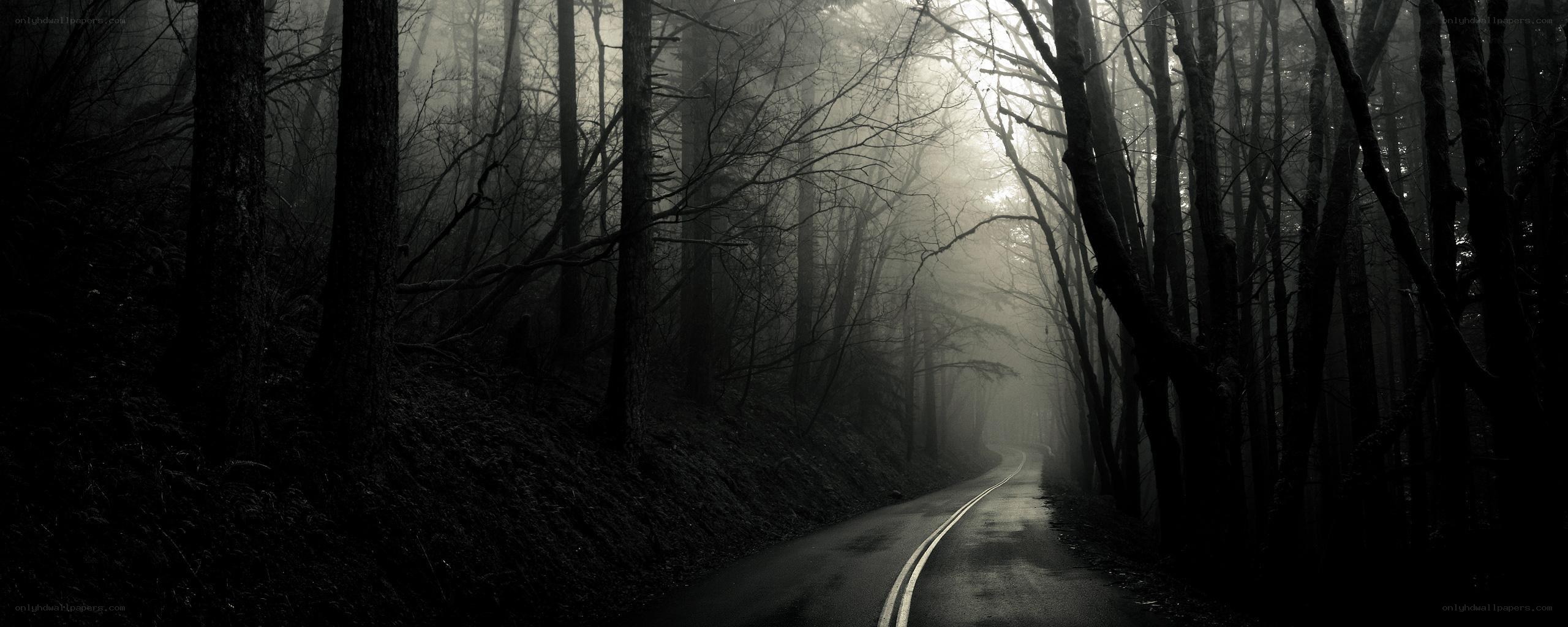 Dark forest road in fog