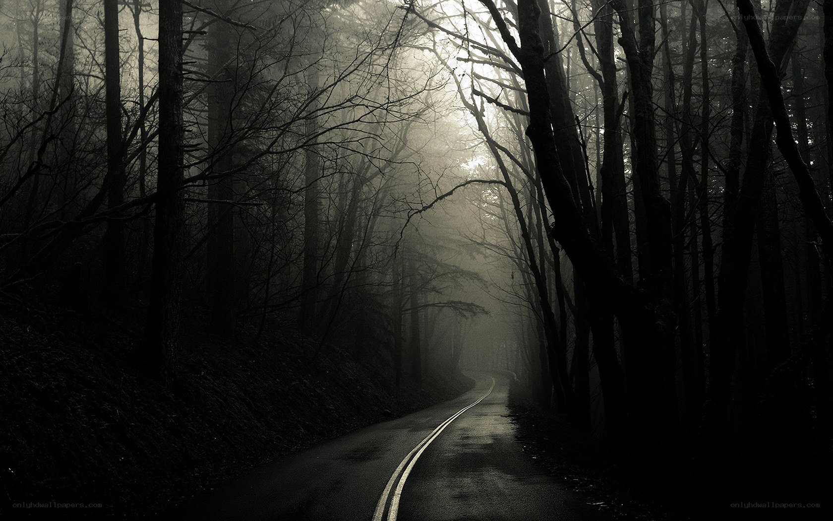 Dark forest road in fog
