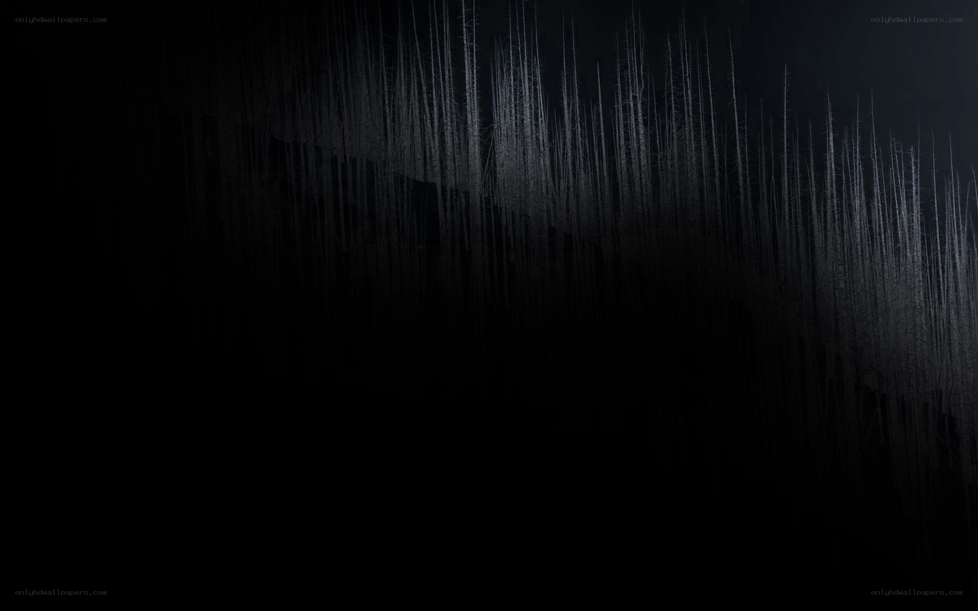 dark forest silhouette