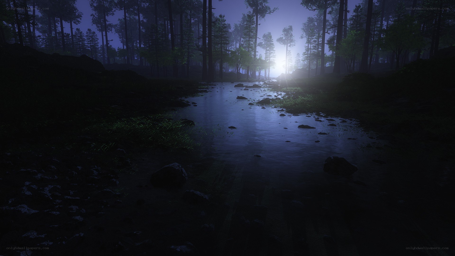 Dark forest stream at night