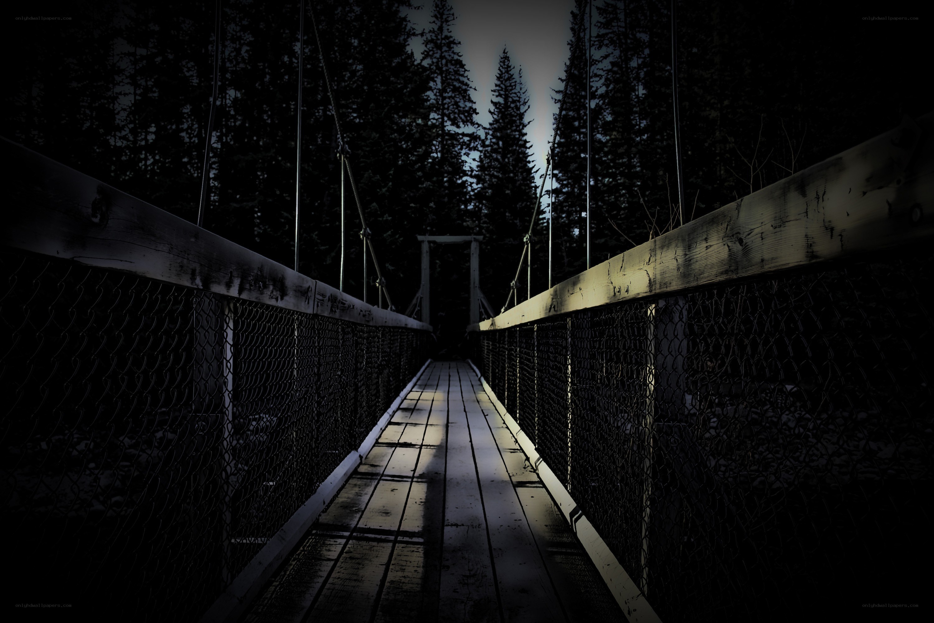 Dark forest suspension bridge