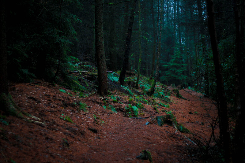 Dark forest trail at dusk