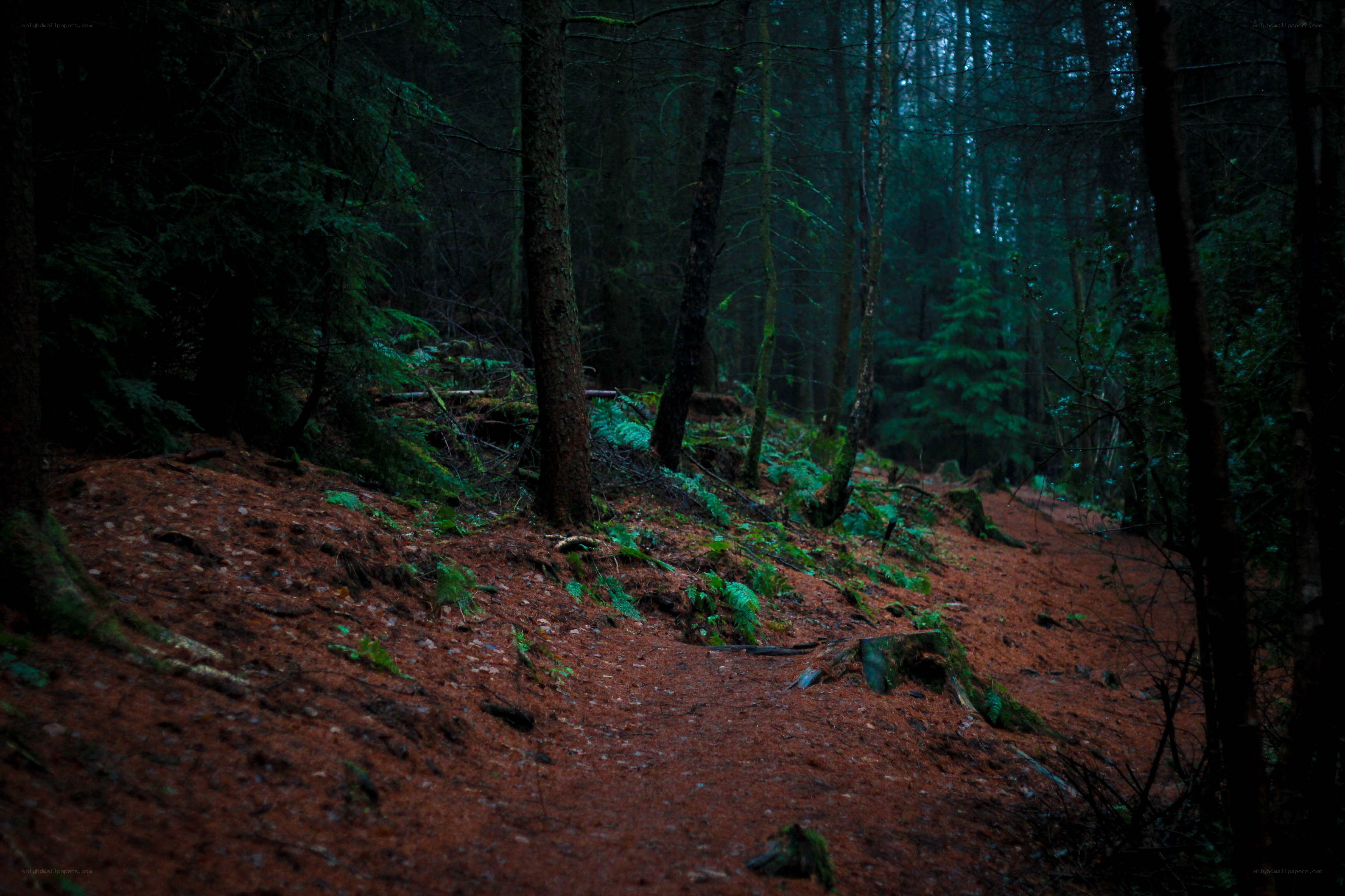 Dark forest trail at dusk