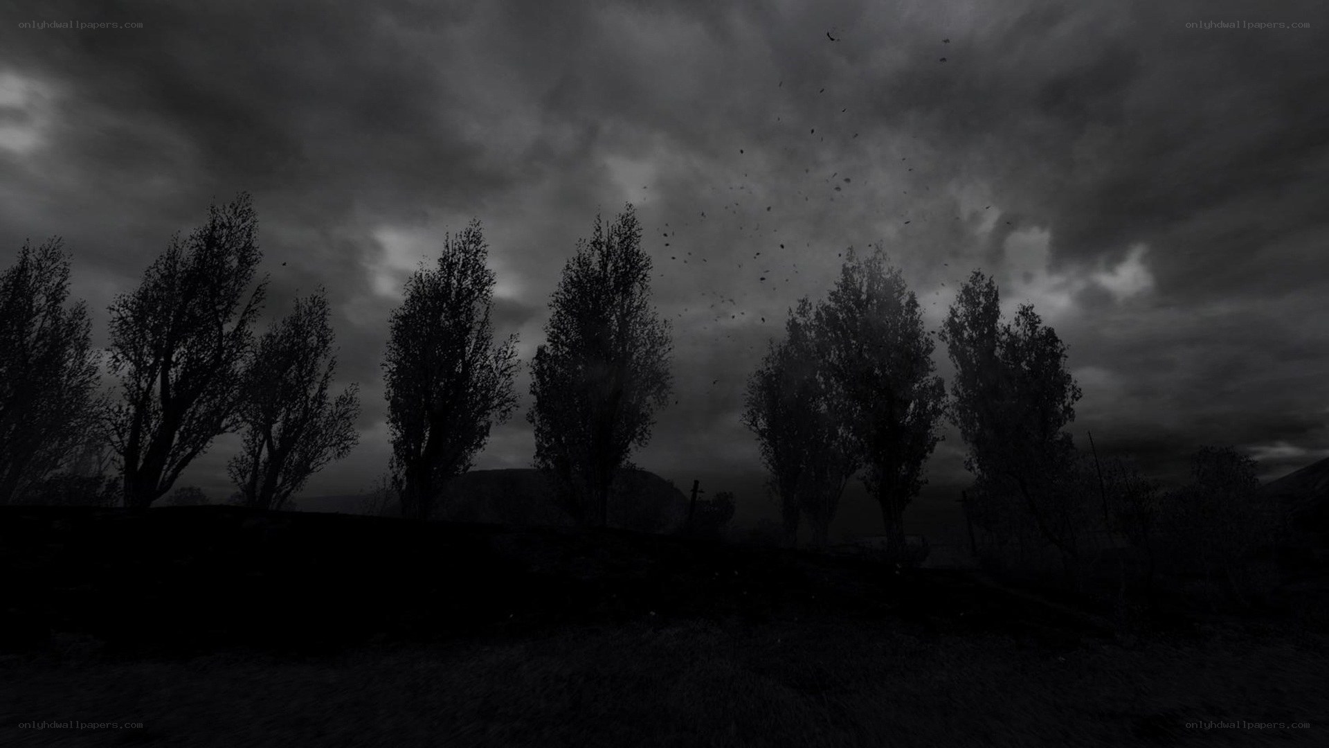 dark forest under stormy sky