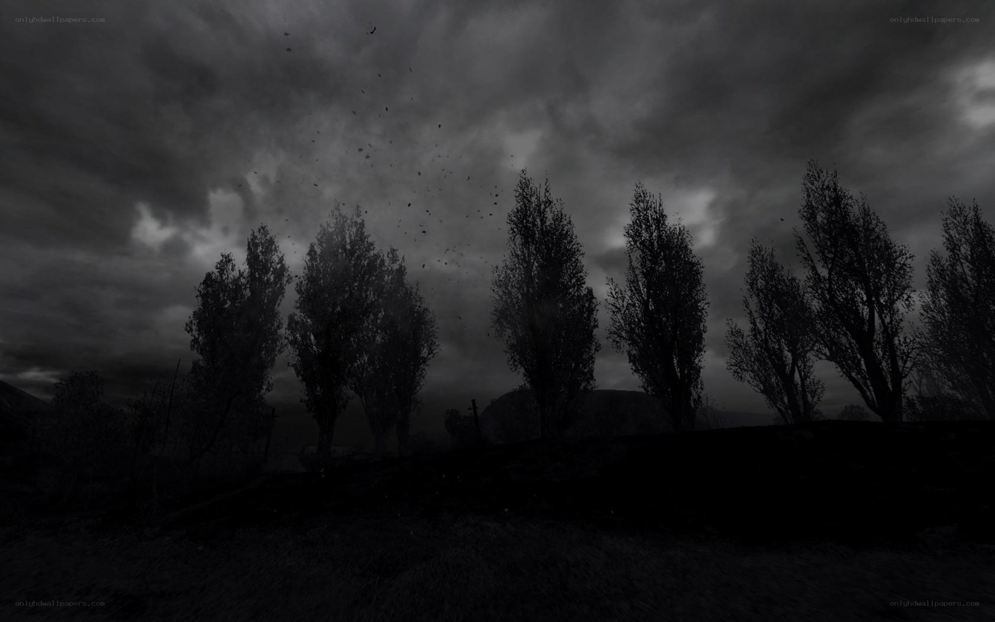 dark forest under stormy sky
