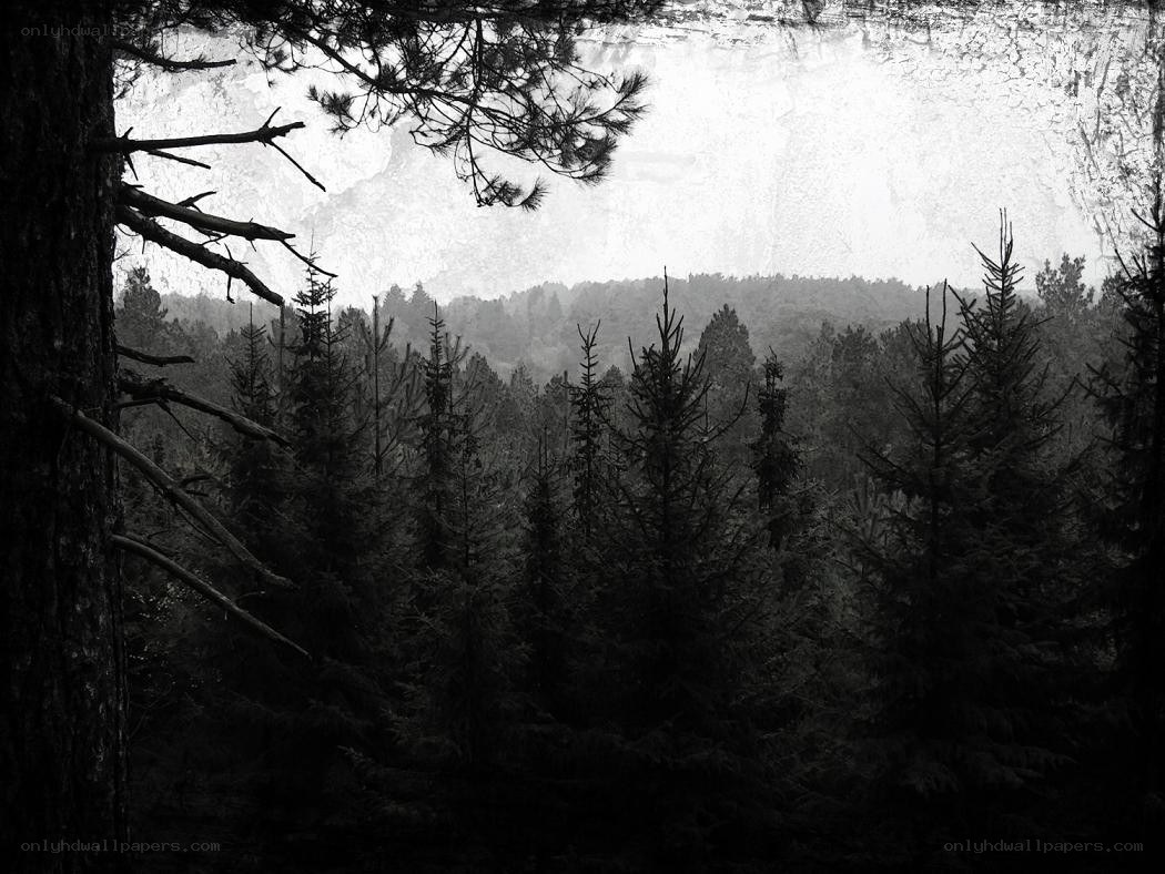 Dark forest view from tree