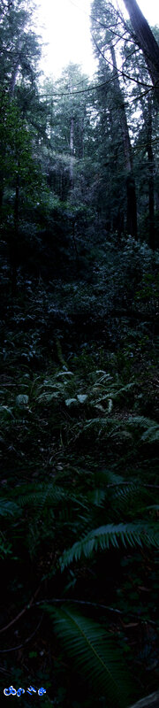 Dark forest with ferns